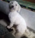 Algodão