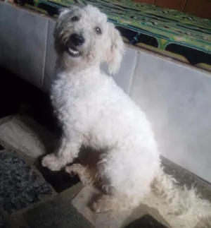 Cachorro raça Poodle idade 3 anos nome Algodão