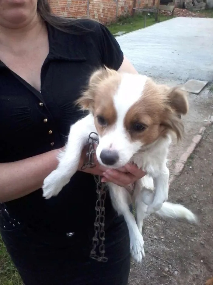 Cachorro ra a srd idade 1 ano nome sem nome