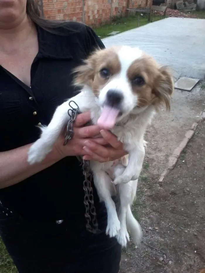 Cachorro ra a srd idade 1 ano nome sem nome