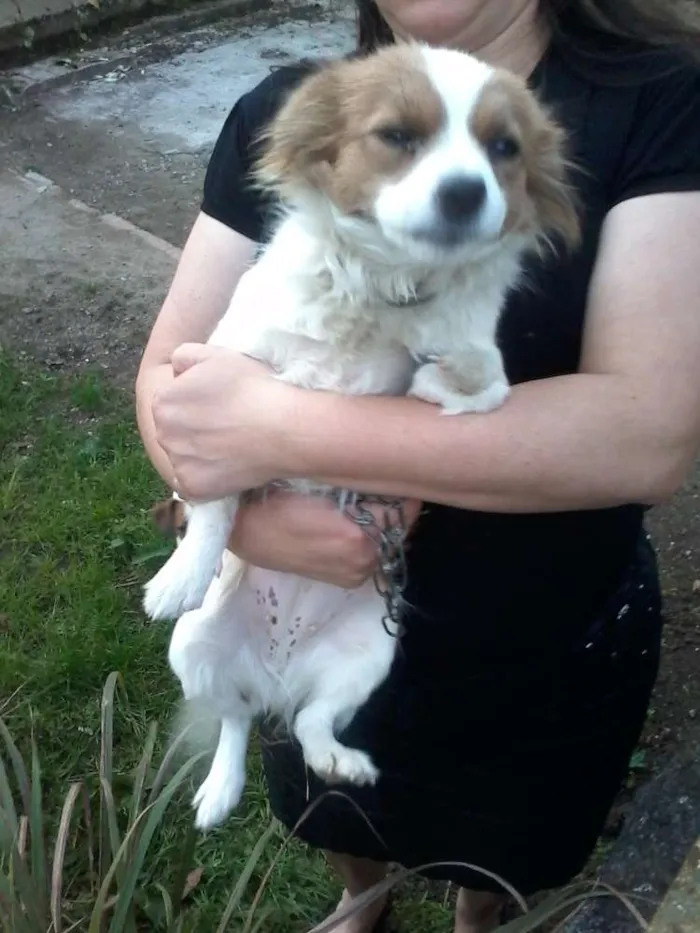 Cachorro ra a srd idade 1 ano nome sem nome
