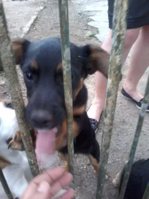 Cachorro raça SRD idade 2 a 6 meses nome sem nome