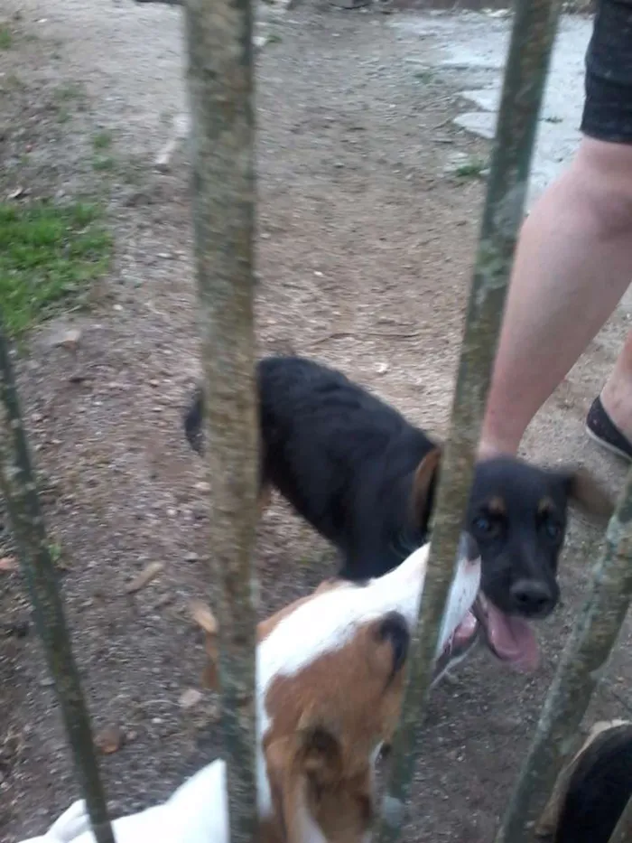 Cachorro ra a SRD idade 2 a 6 meses nome sem nome