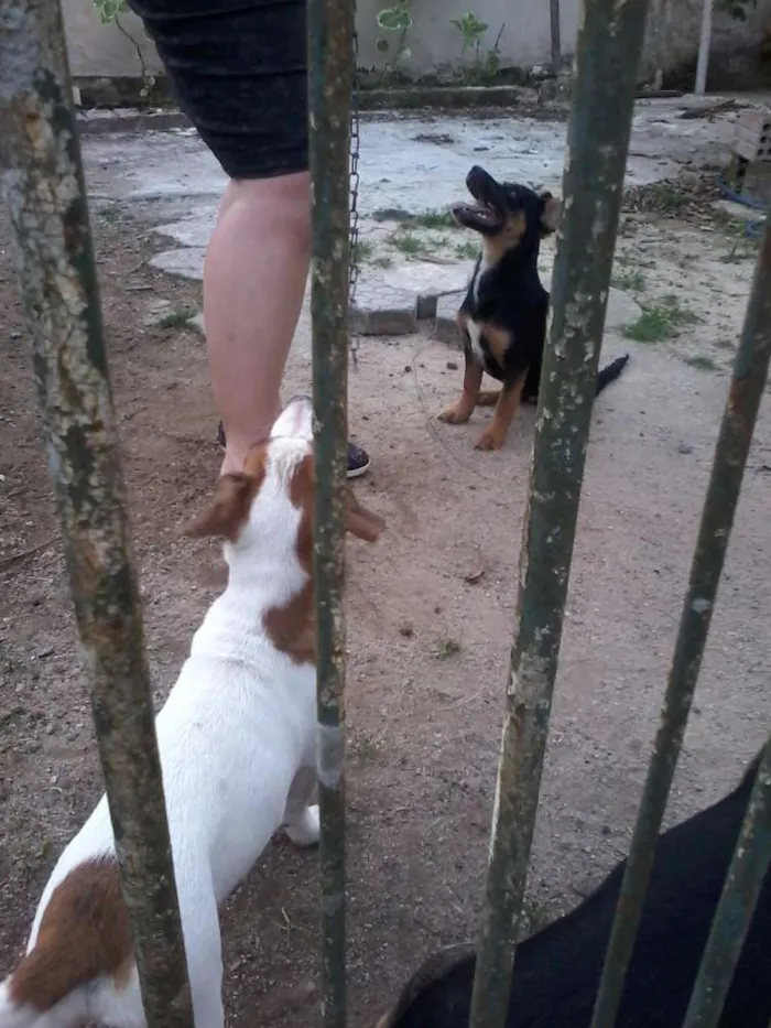 Cachorro ra a SRD idade 2 a 6 meses nome sem nome
