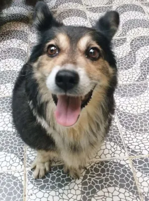 Cachorro raça Srd idade 2 anos nome Suzi