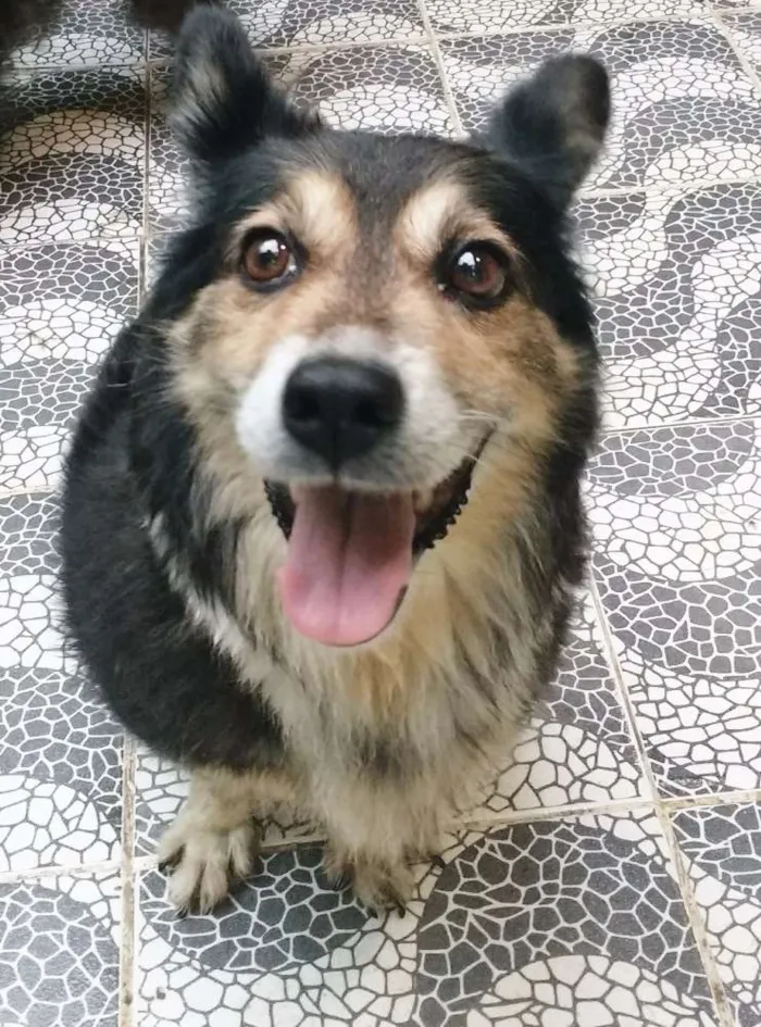 Cachorro ra a Srd idade 2 anos nome Suzi