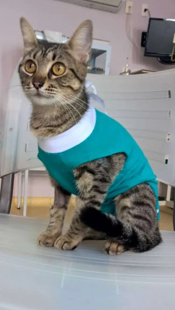 Gato ra a SRD idade 1 ano nome EVA