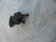tob