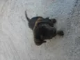 tob