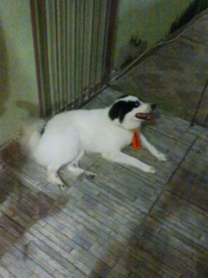 Cachorro raça Roder Colie idade 4 anos nome Luck