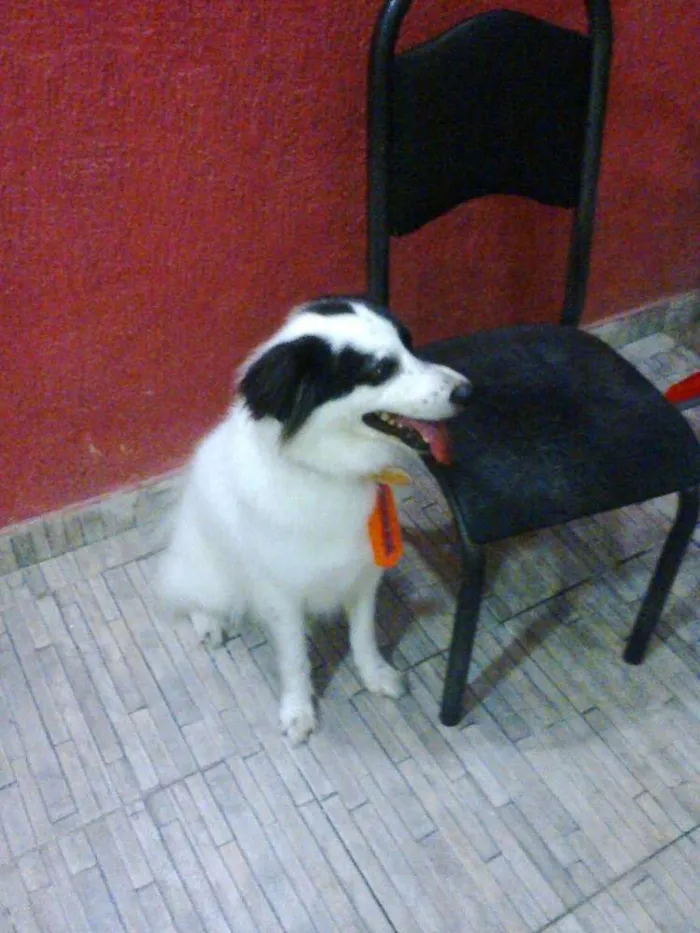 Cachorro raça Roder Colie idade 4 anos nome Luck