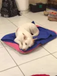 Nina