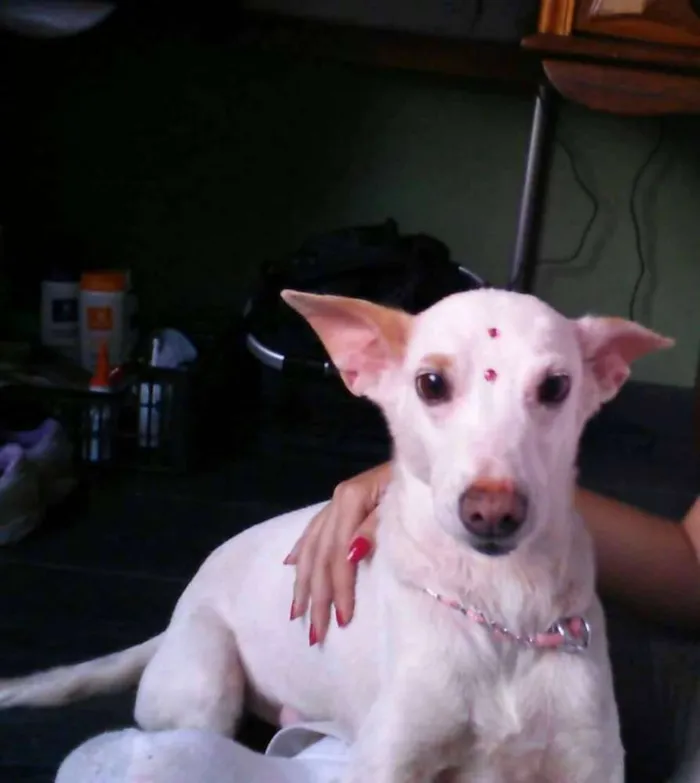 Cachorro ra a SRD idade 4 anos nome Nina