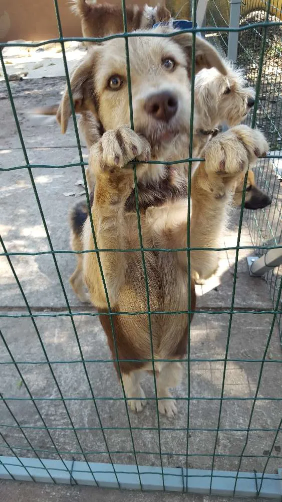 Cachorro ra a Não definida idade 2 a 6 meses nome Pelé 