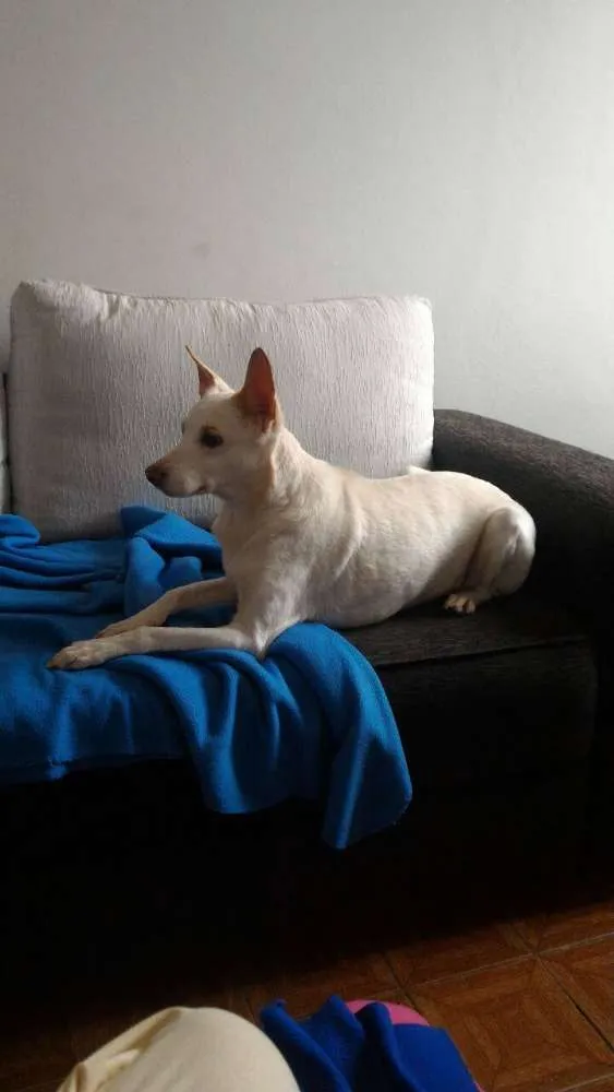 Cachorro ra a SRD idade 4 anos nome Nina