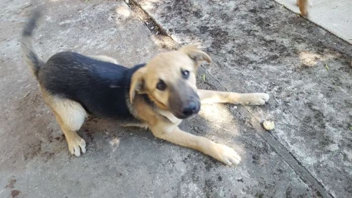 Cachorro ra a Não definida  idade 2 a 6 meses nome Xuxa