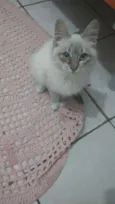 Fofa