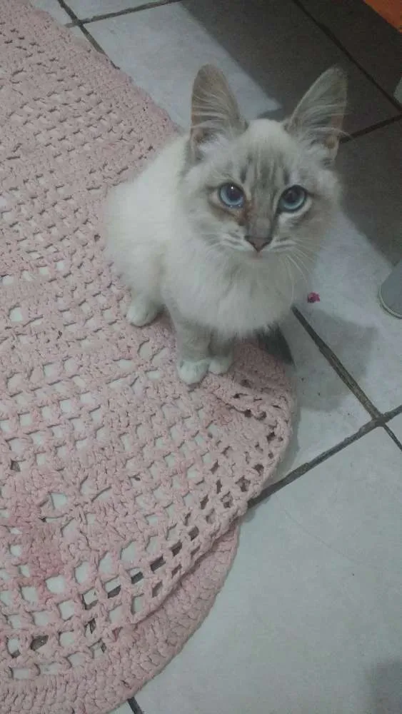 Gato ra a Não sei idade 2 a 6 meses nome Fofa