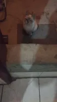 Fofa