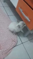 Fofa