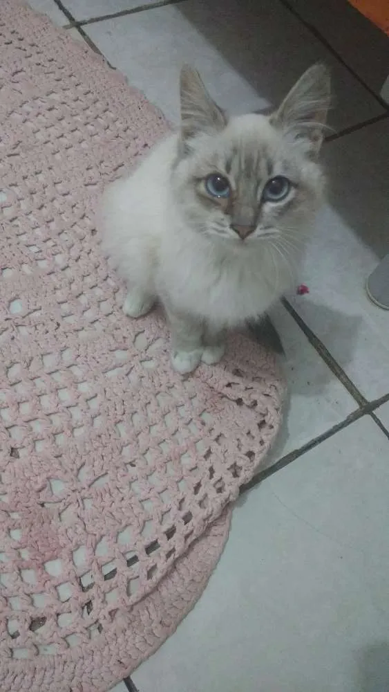 Gato ra a Não sei idade 2 a 6 meses nome Fofa