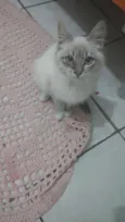 Fofa