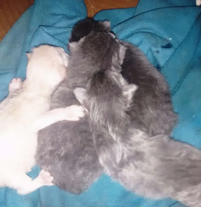 Gato ra a Indefinido idade  nome Sem nome