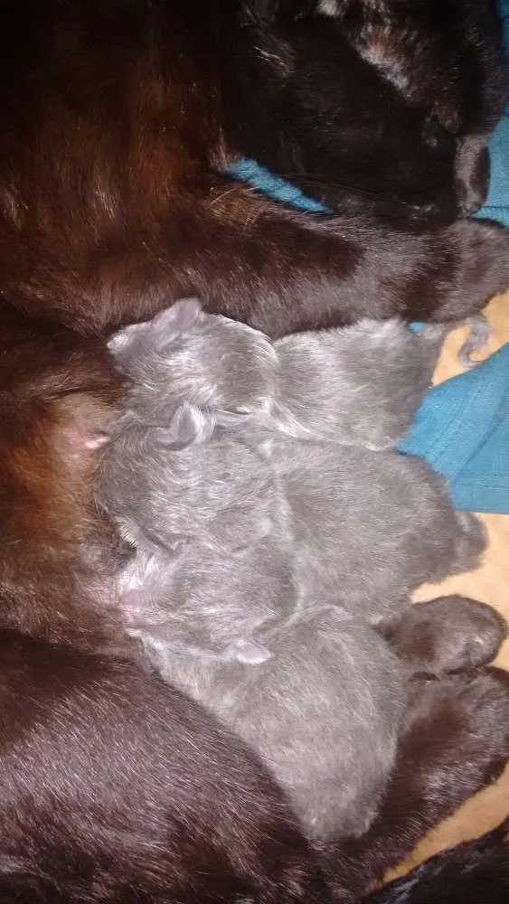 Gato ra a Indefinido idade  nome Sem nome