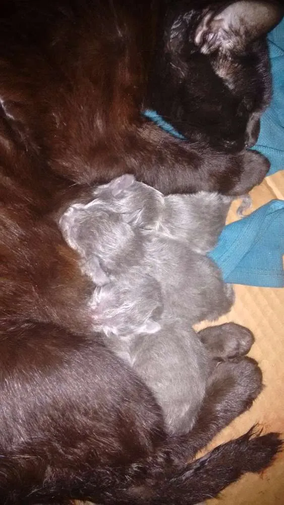 Gato ra a Indefinido idade  nome Sem nome
