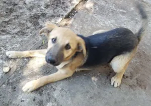 Cachorro raça Não definida  idade 2 a 6 meses nome Xuxa