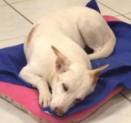 Cachorro ra a SRD idade 4 anos nome Nina