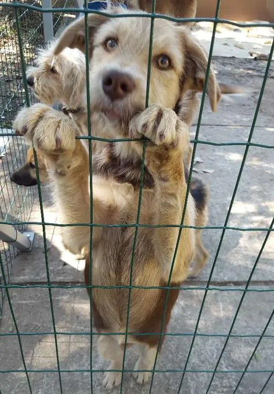 Cachorro ra a Não definida idade 2 a 6 meses nome Pelé 