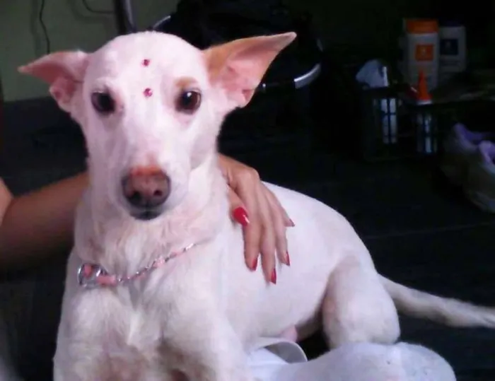 Cachorro ra a SRD idade 4 anos nome Nina