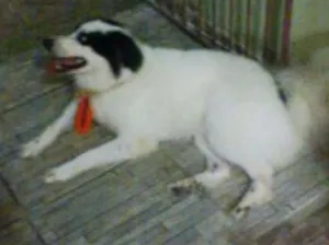 Cachorro raça Roder Colie idade 4 anos nome Luck