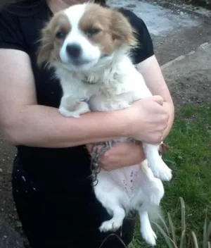 Cachorro raça srd idade 1 ano nome sem nome