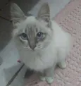 Fofa