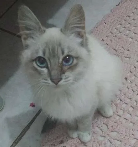 Gato ra a Não sei idade 2 a 6 meses nome Fofa