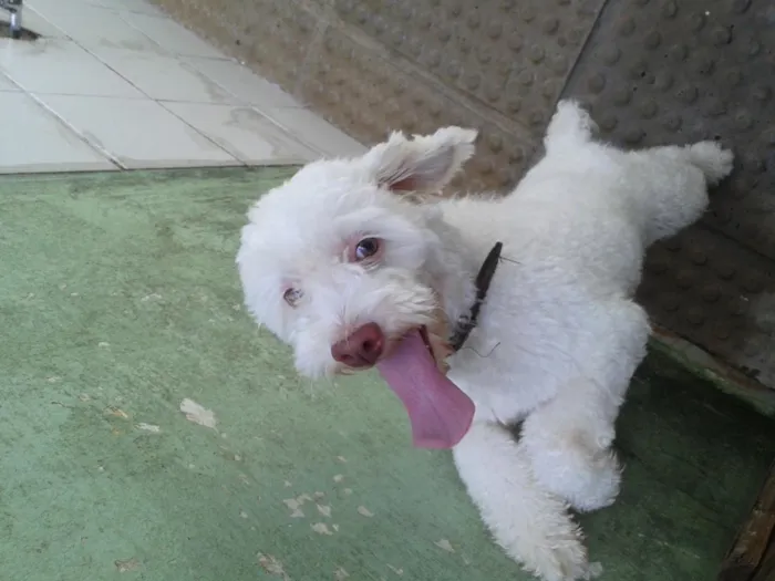 Cachorro ra a Poodle  idade 2 anos nome Marley