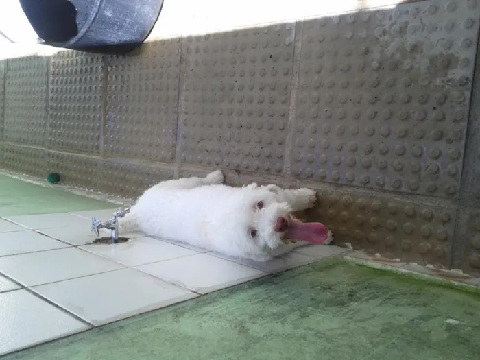 Cachorro ra a Poodle  idade 2 anos nome Marley