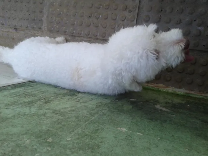 Cachorro ra a Poodle  idade 2 anos nome Marley