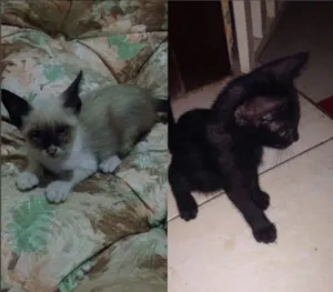 Gato raça  idade 2 a 6 meses nome Batman e manchinha 