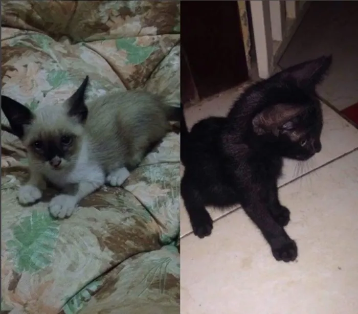 Gato ra a idade 2 a 6 meses nome Batman e manchinha