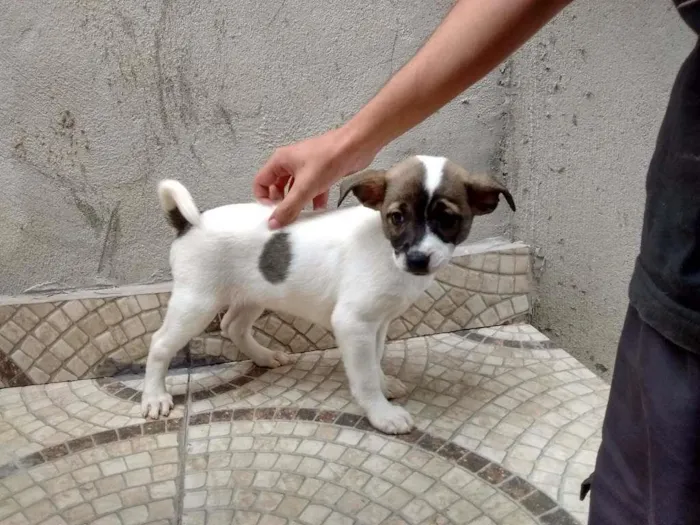 Cachorro ra a srd idade 2 a 6 meses nome sem nome
