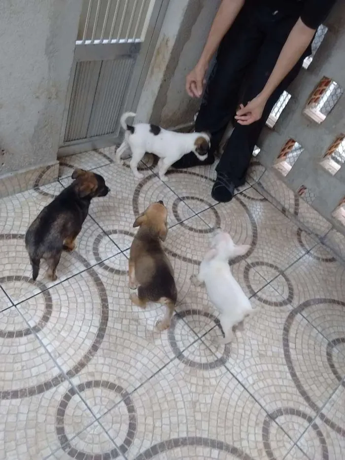Cachorro ra a srd idade 2 a 6 meses nome sem nome