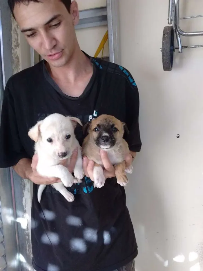 Cachorro ra a srd idade 2 a 6 meses nome sem nome