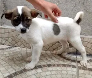 Cachorro raça srd idade 2 a 6 meses nome sem nome