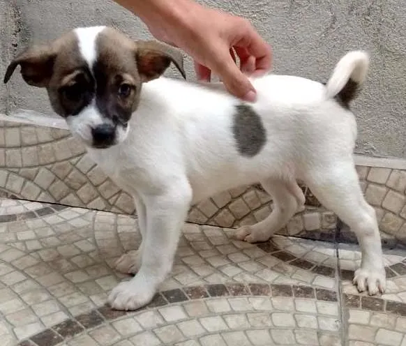 Cachorro ra a srd idade 2 a 6 meses nome sem nome