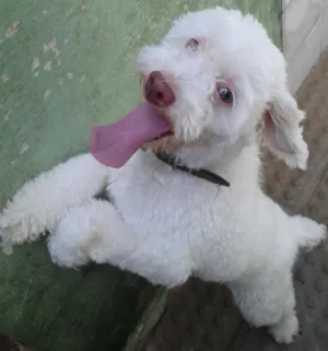Cachorro raça Poodle  idade 2 anos nome Marley