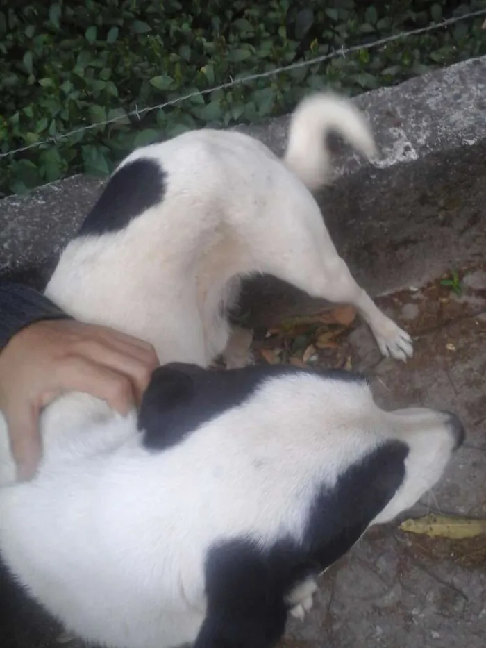 Cachorro raça vira lata idade 7 a 11 meses nome sem nome