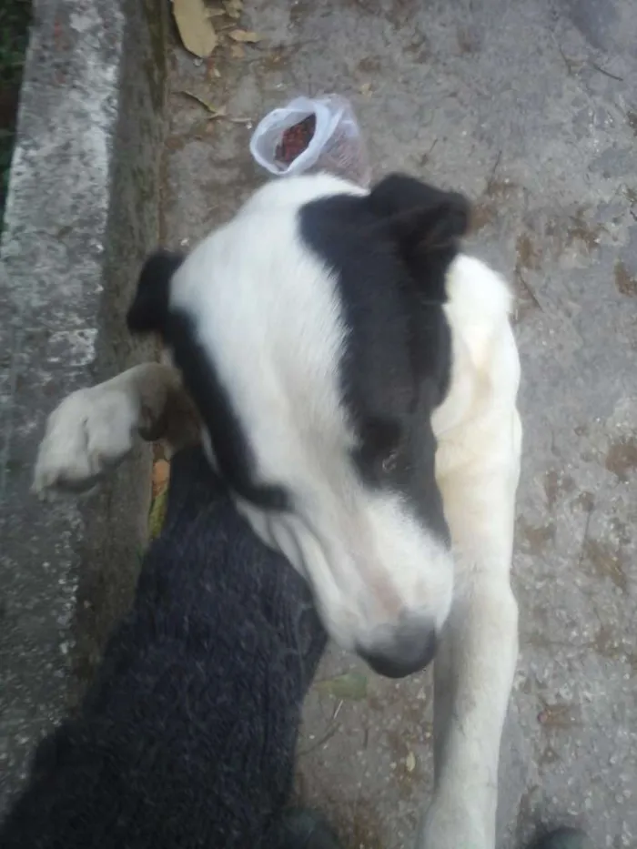 Cachorro raça vira lata idade 7 a 11 meses nome sem nome
